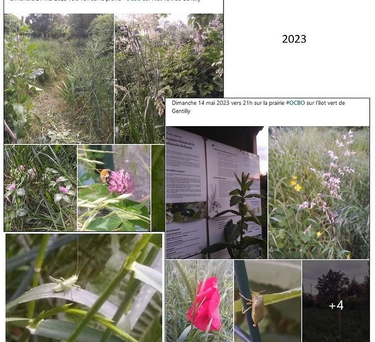 Dimanche 4 juin 2023. Après-midi avec un naturaliste… Retour sur l’histoire de la petite prairie.
