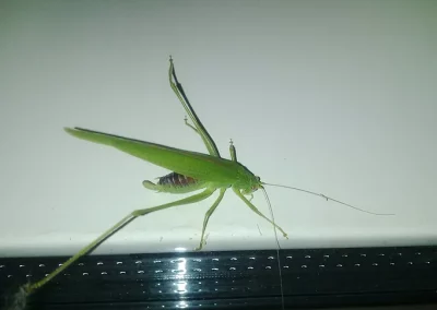 Conocéphale gracieux (Ruspolia nitidula). Espèce protégée. Photo prise le 24 septembre 2017 au 18 rue de la Paix à 22 heures.