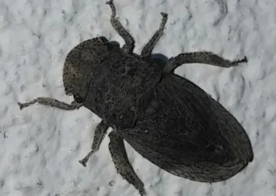 4ème espèce réglementée et protégée identifiée sur l'ilot vert. Ledra aurita (Linnaeus, 1758). Le Grand Diable, "Ledra aurita est une espèce d'insectes de l'ordre des hémiptères (caractérisés par leurs deux paires d'ailes dont l'une, en partie cornée, est transformée en hémiélytre), selon les normes taxonomiques récentes, du sous-ordre des Auchenorrhyncha et de la famille des Cicadellidae. Cette cicadelle grise, seule espèce européenne de son genre est relativement rare." https://inpn.mnhn.fr/espece/cd_nom/51331