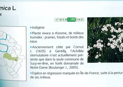 Quand Gentilly était une référence au XVIIème siècle. Recréer une prairie naturelle pour retrouver cette biodiversité perdue !