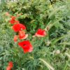 De jolis coquelicots, framboises et poacées