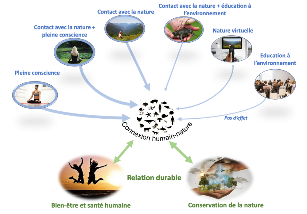 CNRS - Les personnes avec une forte connexion à la nature sont plus heureuses et en meilleure santé, et sont également plus enclines à protéger la biodiversité et à lutter contre le changement climatique. La pratique de la pleine conscience et le contact avec la nature améliore la connexion humain-nature. L’épaisseur des flèches indique la force de l’effet. CNRS - Les personnes avec une forte connexion à la nature sont plus heureuses et en meilleure santé, et sont également plus enclines à protéger la biodiversité et à lutter contre le changement climatique. La pratique de la pleine conscience et le contact avec la nature améliore la connexion humain-nature. L’épaisseur des flèches indique la force de l’effet.