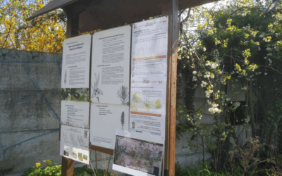 Dimanche 9 avril 2023 sur la parcelle OCBO de l’îlot vert…