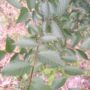 IMG_20250525_1828260