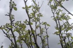 bourgeons_dim_24_mars_2024_agiv_parcelle_ocbo_4