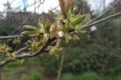 bourgeons_dim_24_mars_2024_agiv_parcelle_ocbo_5