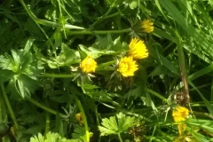 fleurs_dim_24_mars_2024_agiv_parcelle_ocbo_9