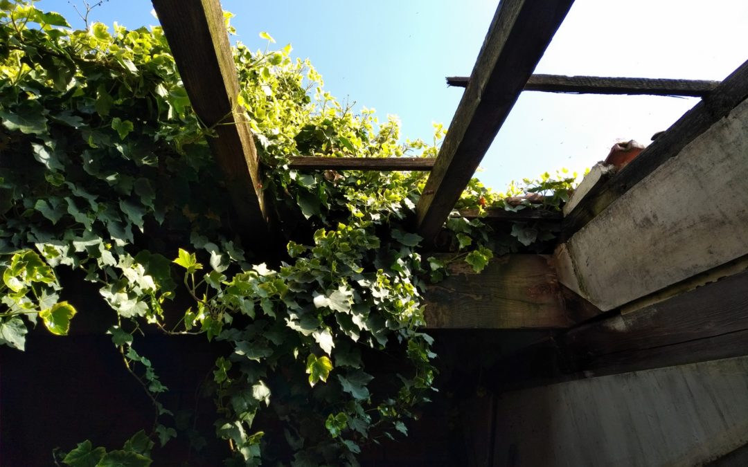 Zoom : La friche. « Cessez de l’appeler dent creuse » ! « Elle grouille de vie. »