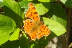 Le papillon est un Polygonia c-album ou Robert-le-Diable